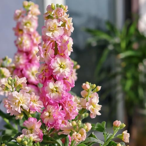 viola - semi di scorta Decorazioni autunnali per un giardino resistente semi di selvatici da ombra tappezzanti, all'inverno d'appartamento rare 850semi