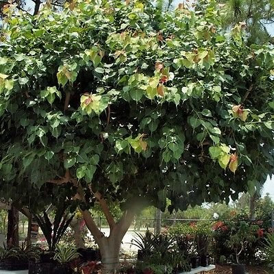 Heilige Feigenbaumsamen (Ficus religiosa) 30 + Seeds