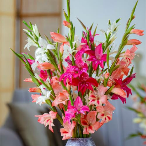 FLORIUM - Gladioli Cipolle Botaniche Nanus Collezione (50 bulbi) | Miscela esclusiva piante olandese | 7 varietà/colori | Decorazione per giardino, balcone (non semi, non resistenti all'inverno)