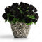 100 semillas Negro Petunia Petunia --Black terciopelo, rara variedad, resistente, duradera balcón, patio de flor libres del envío