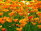 Graines Pavot de Californie orange  coquelicot orange Eschscholtzia simple orange- Sachet de 1,5 grammes - Graines de style