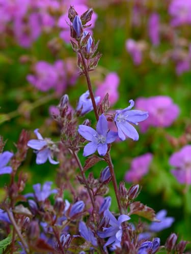 Hängepolster-Glockenblume (Campanula) poscharskyana | 1 Stück | 11x11cm Zuchttopf | Lila | 100% Blütegarantie | QFB Gardening