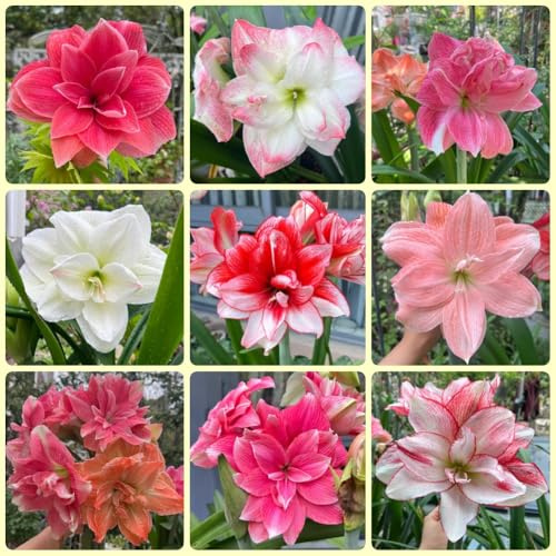 Bulbo de amarilis, Hippeastrum rutilum, comprar Bulbo de amarilis para jardín, de balcón resistentes para balcones regalos prácticos 5pcs