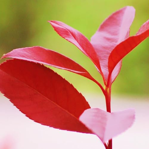 Semillas de petirrojo rojo de Photinia - cobertura - interior de níspero rojo petirrojo en extremadamente resistentes 350pcs