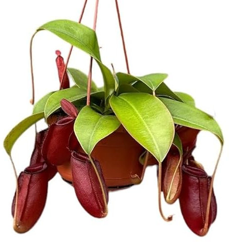 Planta Jarra Copa de Mono Nepenthes Planta Viva Carnívora