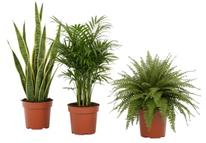 DECOALIVE Pack Natural Helecho, Chamaedorea y Sansevieria para un Hogar Verde y Vivo