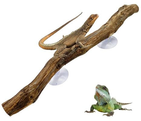 Generisch Zweige für Reptilien – Traubenholz 30 cm | Schlangen-Kletterzweig mit Saugnapf mit AST-Kletter-Lebensraum – Terrarium-Hintergrunddekoration, geeignet für Eidechsen, Schlangen, Leopardgecko