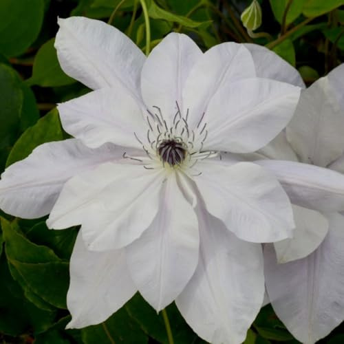 Clematis Reflections™ evipo035 - Lilac-Blue Single & Semi-Double Flowers - Easy Maintenance Hardy Shrub – 2X 3 Litre Potted Plant by Thompson & Morgan