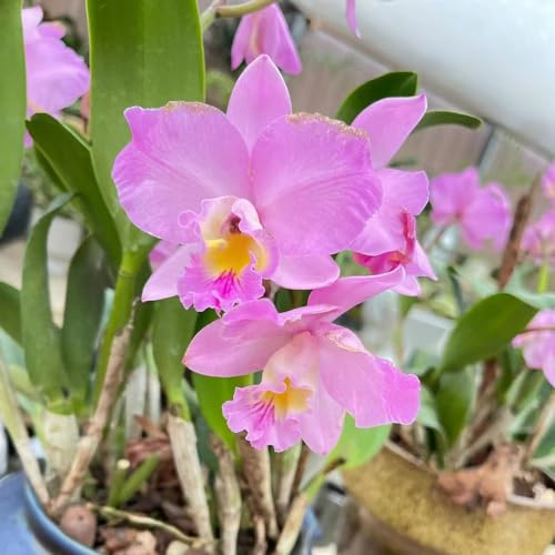 Cattleya decorazione semi interni orchidee semi balcone parterre ufficio tagliati estate selvaggi balcone reverdecimiento 100pcs