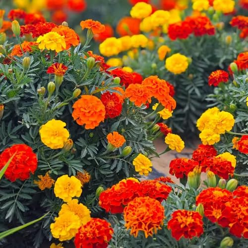 Semi di tagete resistenti giardino, Decorazioni 300pcs