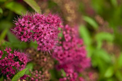 Rote Sommerspiere Spiraea japonica Dart's Red 20-30 cm winterhart | Rosa Bluetenpracht, sonnig bis halbschattig, bienenfreundlich, schnittvertraeglich, ideal fuer Beet, Rabatte und Bodendecker
