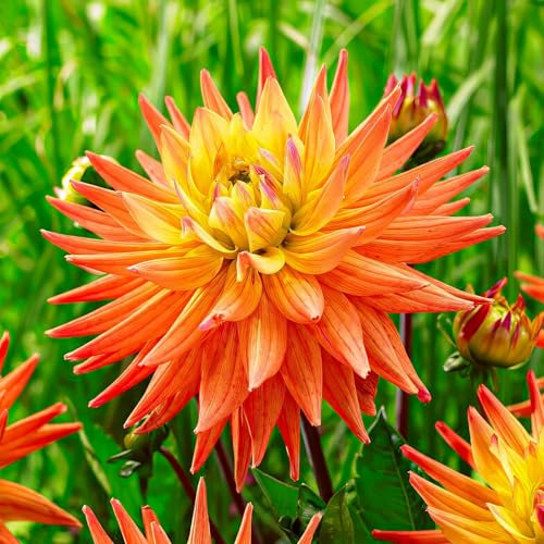 Dalias Bulbos Gigantes Cactus Naranjas - 5 Bulbos de Flores Exterior - Plantas Naturales Exterior de Holanda - No Resistente - Decoracion Jardin, Macetas y Balcón - Sin Semillas, No Artificiales