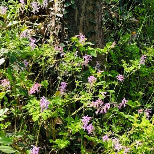 Semi di speronella, vecchie varietà giardino di steingartenpflanzen regali da giardino per le donne semi di farfalle copertura 150pcs