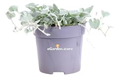 Pianta di Dichondra Argentea Silver Falls pianta tappezzante e ricadente da esterno pianta ornamentale vera di venduta da eGarden.store