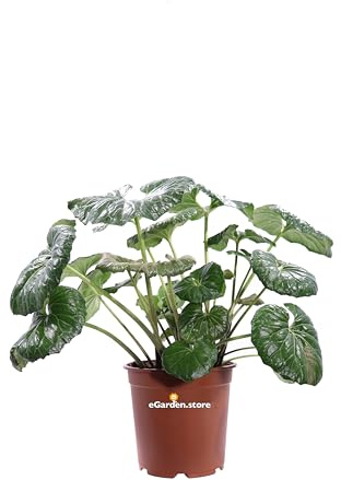 Pianta di Farfugium Japonicum Giganteum diverse grandezze pianta ornamentale da esterno pianta vera fiori gialli e grandi foglie vendute da eGarden.store