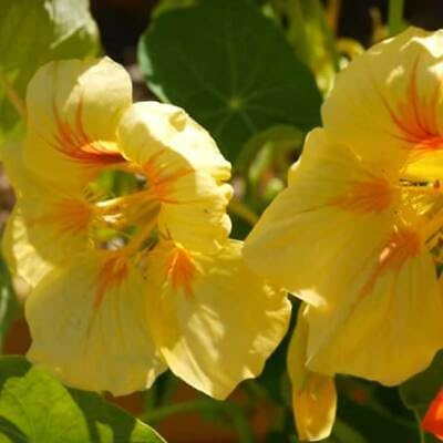 Buy4seeds 40 Seeds Nasturtium Tropaeolum Majus Nanum Peach Melba Seeds Easy to Grow
