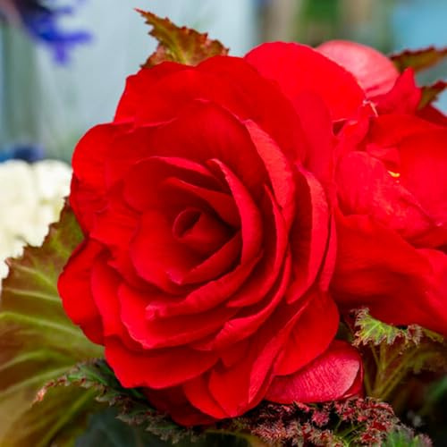 Bulbos de BEGONIA | Bulbos de los mejores productores holandeses | Selección exclusiva y control de calidad | Floración garantizada. (3 Bulbos de Begonia Doble Roja)