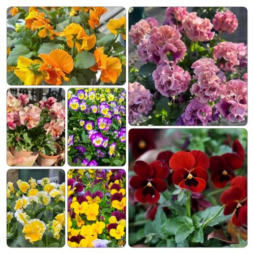 viola cornuta - decorazione semi di resistenti, al pieno sole 50pcs