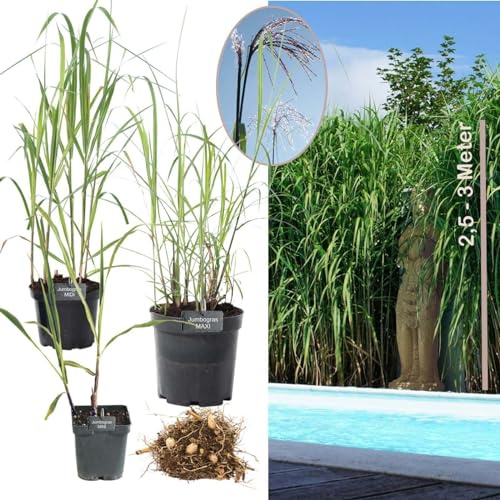 Pflanzballen Elefantengras 'Miscanthus x giganteus' - schnell wachsendes Ziergras Chinaschilf als Sichtschutz & Gräserhecke für Garten & Teich - winterfest & pflegeleicht (20x Größe MINI)