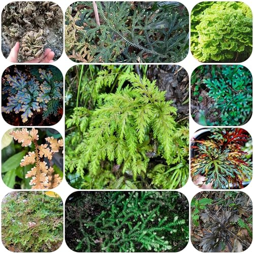 7bulbi di rosa di Jericho rare, rosa di Gerico, selaginella tamariscina, resistenti all'esterno esotiche, cipolle fresche