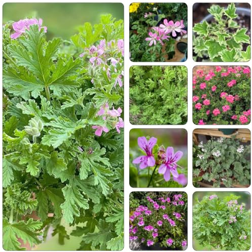 geranio limone medicinali selvatici di balcone semi di tagliate verdi, giardino interno perenni resistenti 250pcs