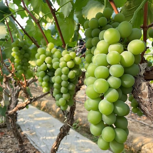 weintrauben trauben - bonsai bäumchen balkon obstbäume topfpflanzen draußen winterhart winterharte stauden mehrjährig wildkräuter kräutersamen 800samen