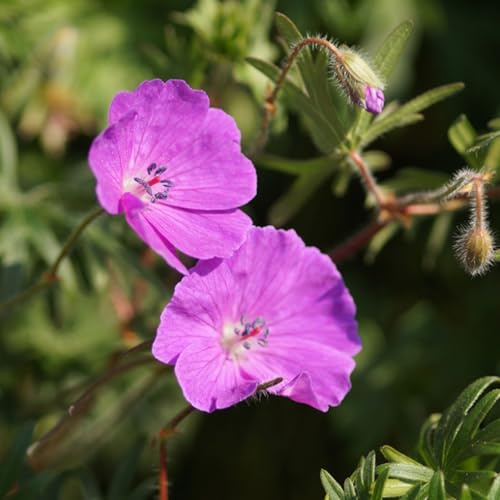 Blumixx Stauden Geranium sanguineum – Blutstorchschnabel, karminrot blühend, winterhart & bienenfreundlich, im 0,5L Topf, ideal für Beet & Steingarten