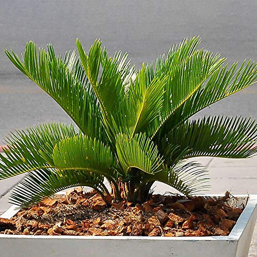 Premium Cycas Revoluta | Sagopalmfarn | Zimmerpflanzen Geschenk 30-40 cm inkl. Topf