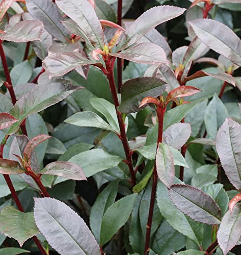 Kompakte Glanzmispel 30-40cm - Photinia fraseri - lebende Gartenpflanze aus den Baumschulen