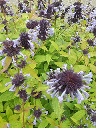 Nepeta grandiflora Blue Danube - Großblütige Katzenminze Blue Danube Verpackungseinheit 3