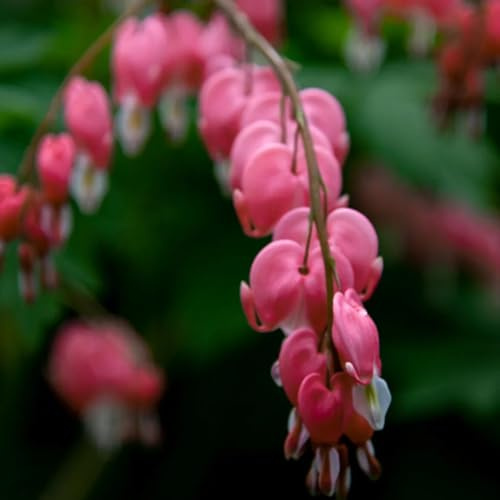 Semi di cuore sanguinante, rare Dicentra spectabilis, semi di regali sostenibili decorazione perenni decorazione da giardino 300pcs