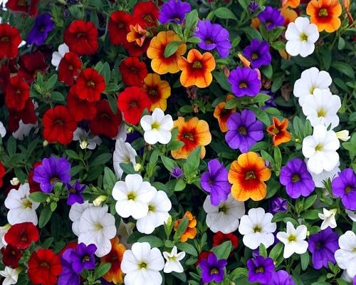 Graines de fleurs de Calibrachoa 100 pièces mélangées