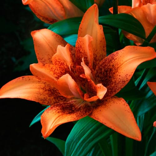 Giglio orientale/Giglio resistente al freddo/Perenne/Ideale per la fotografia/Facile manutenzione/Per interni ed esterni-4 PCS-E
