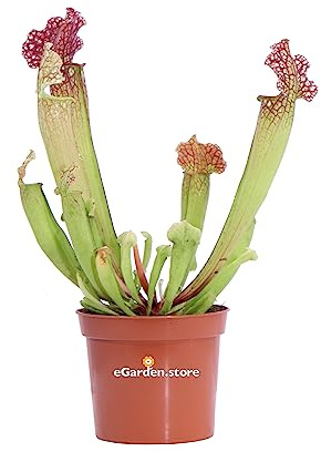 Pianta Carnivora Mangia Insetti pianta ornamentale da interno Carnivora vera e facile da colitvare venduta da eGarden.store (Sarracenia v.9 cm)