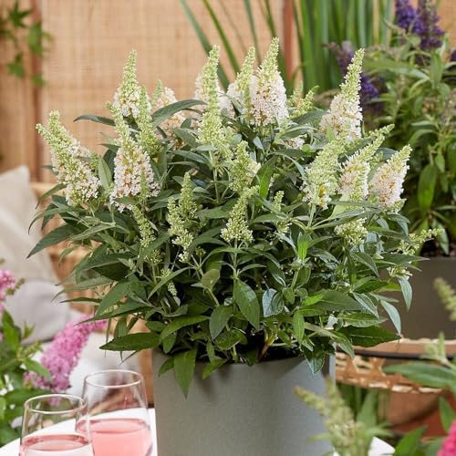 Plant Theory Little White Butterfly Bush Buddleja Shrub Plant 2L Pot