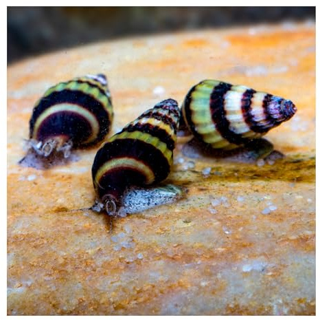 3 x Raubschnecke Clea helena, Schneckenfresser, Anentome, Aquariumschnecke | gelb braun geringeltes Gehäuse, pflegeleichte, robuste Süßwasserschnecke, Warmwasserschnecke, frisst andere Schnecken