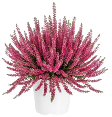 Brezo Vivo Natural Planta Calluna para Jardín y Hogar DECOALIVE