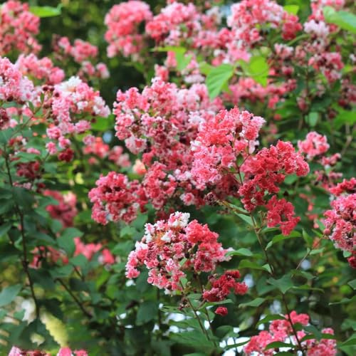Kreppmyrte schmetterlingsflieder sommerblumen kräuterpflanzen dachbegrünung biosaatgut wildblumensamen herbstaussaat balkongewächshäuser schnittblumen wohnzimmer deko mehrjährige 225samen
