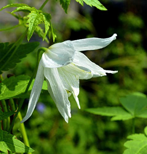 Alpen Waldrebe Albina Plena 60-80cm - Clematis alpina - lebende Gartenpflanze aus den Baumschulen