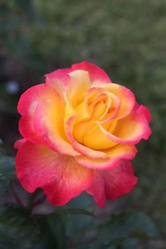 Rosa 'Flaming Star' 90 cm Stammhöhe – Winterhart, Mehrjährig – Stammrose – für Kübel & Beet
