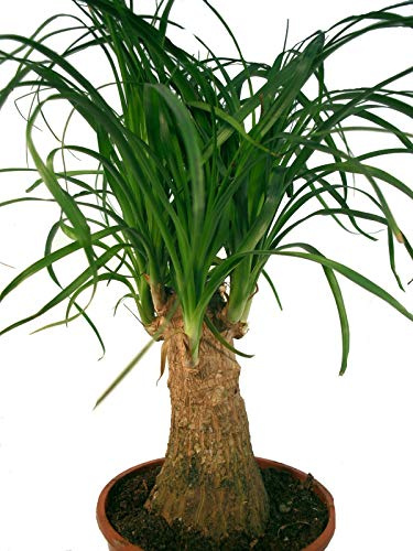 Elefantenfuß, (Beaucarnea recurvata), pflegeleichte Zimmerpflanze (12cm Topf, ca. 40cm hoch)