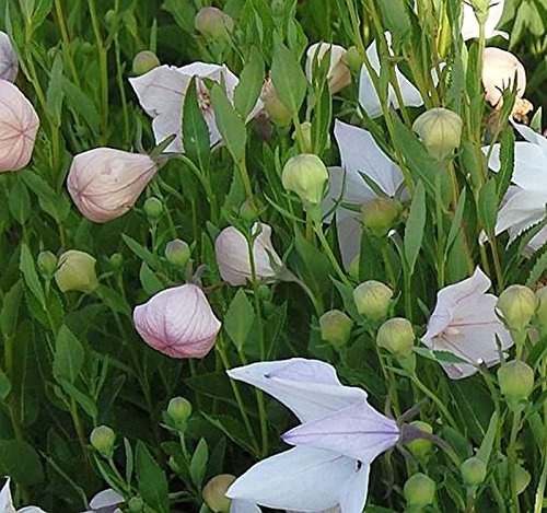 Platycodon grandiflorus 'Fuji Pink' im Topf – Winterhart, Mehrjährig, Pflegeleicht – Ballonblume – Beetstaude für Garten & Kübel
