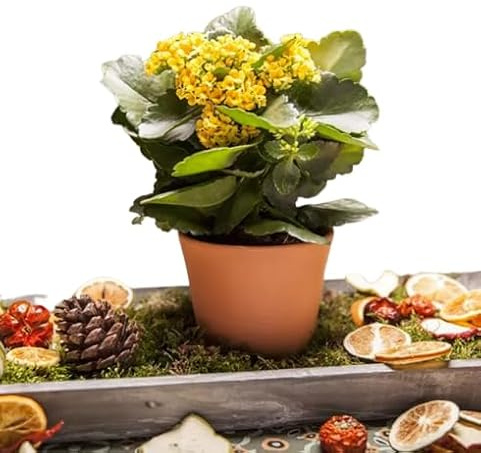 Kalanchoe Natural la Planta de Navidad por Excelencia