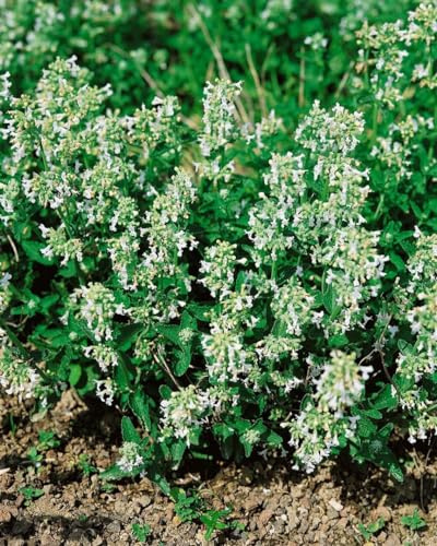 Nepeta racemosa 'Snowflake' 9x9 cm Topf – Winterhart, Mehrjährig, Pflegeleicht – Katzenminze – Beetstaude für Garten & Rabatte