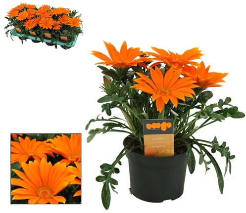 POWERS TO FLOWERS - GAZANIA ARANCIONE, 3 PIANTE, vaso 12cm Diametro, piante vere
