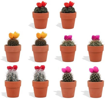 DutchLeafs 10 Stück Mini Kakteen mit Deko-Blüte im Ø 7 cm Terrakotta Blumentopf - Kaktus Deko für Zuhause, Büro, Restaurants, Hotels - Höhe 8-15 cm
