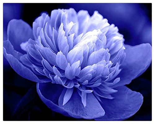 Winterhart pflanzen, Mehrjährige Blumenzwiebel ist winterhart, Lebende Pflanzen, Seltene, Exotisch, Mysteriöse magische Glühbirne, Blumenzwiebel Mix-1 Pfingstrosen Pflanzen