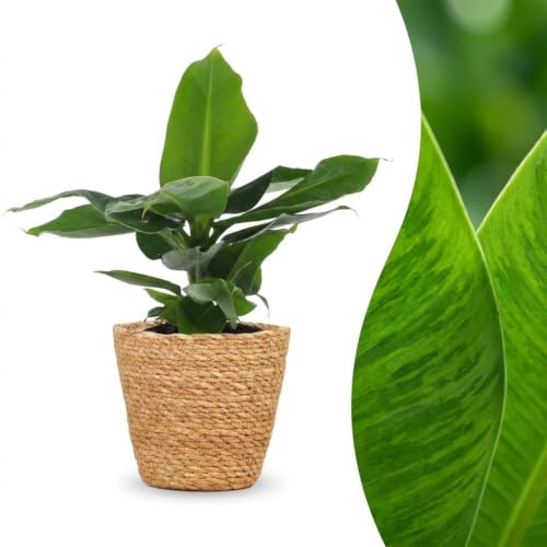 Musa Oriental Dwarf - Banane naine - avec panier - 30cm - Ø12cm