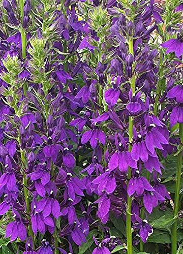 Lobelia 'Starship Blue' Perennial Plug Plants Pack x6