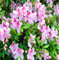 Graines de fleurs d'azalée 100pcs blanc rose